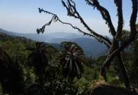 Uganda - Kleingruppe Ruwenzori Hiking